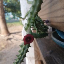 Red Dragon Succulents 