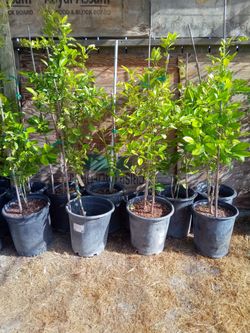 Eureka Lemon Fruit Tree - 4 ft
