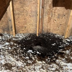 Don’t Let Your Whole House Become Infested Contact Us Now 