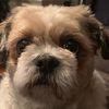Pete