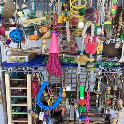 Bird / Parrot / Toys