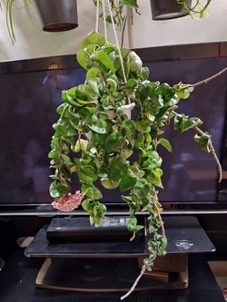 Mature, Multi-Vine Hoya carnosa 'Compacta' (Hindu Rope) - Blooming