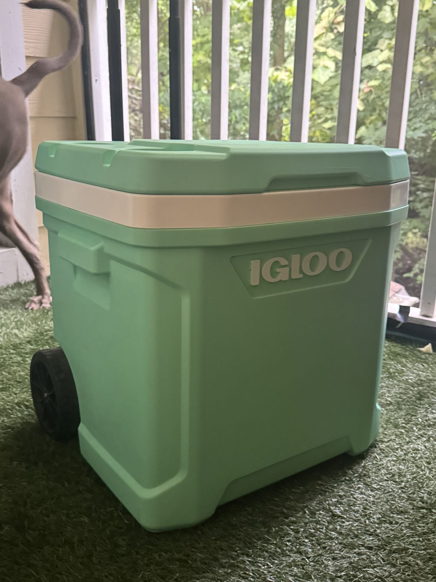 Igloo