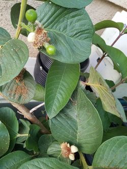 Guava tree