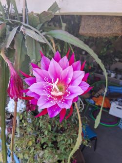 Cutting of Epiphyllum "Grace Ann " Plant $10 each