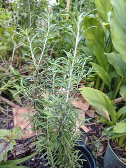 Rosemary plant