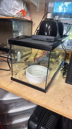 20 gallon glass enclosure for Mexican black Kingsnake