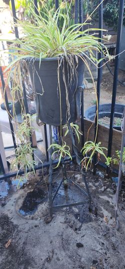 Spider Plant With Stand