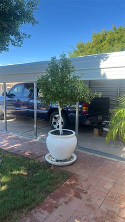 Ficus tree in pot