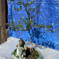 Bonsai Olive Tree Six Years Old Without The China Man $65
