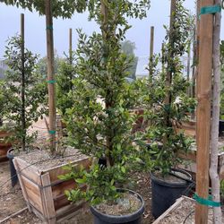 carolina cherry laurel, English laurel for  hedge and privacy 15gal 