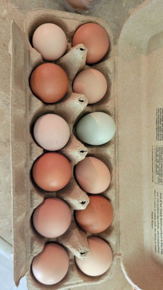 Free Range Organic Eggs