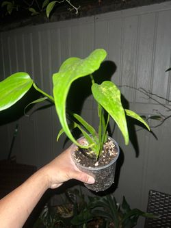 Monstera