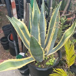 American Agave