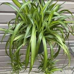 bloomscape snake plant Snake Plant 'Zeylanica' | Send A Plant Gift Box