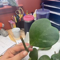 Sweetheart Hoya Cuttings 