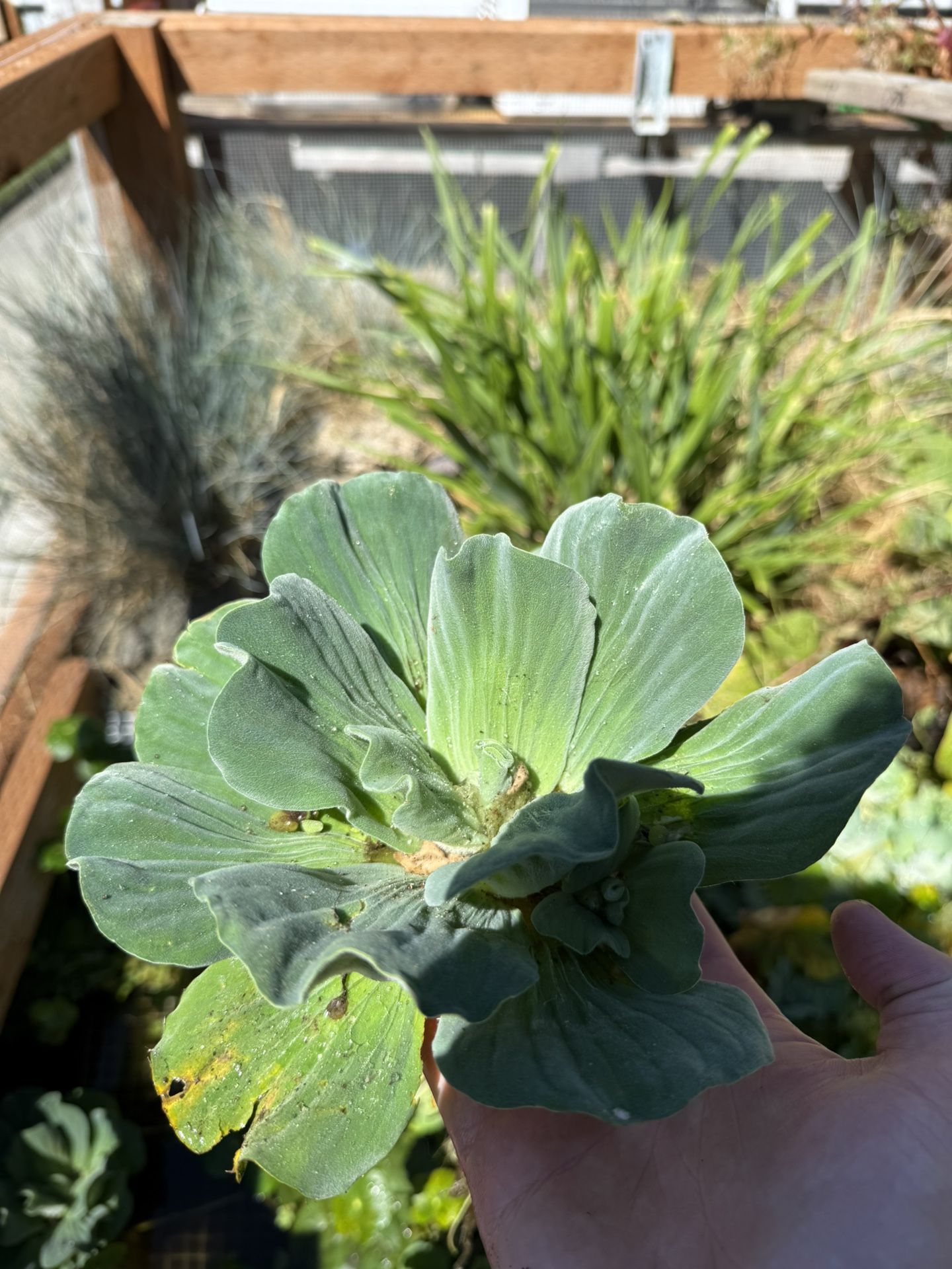 Rosette Water Lettuce