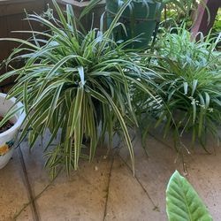 Spider Plants 