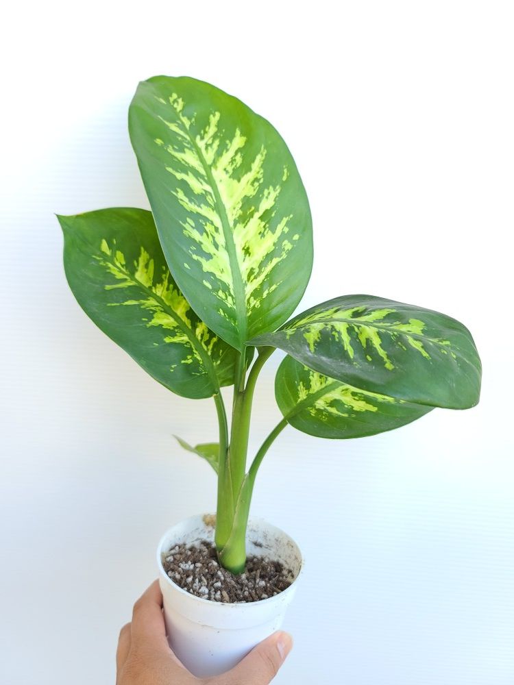 Dieffenbachia Dumb Cane plant