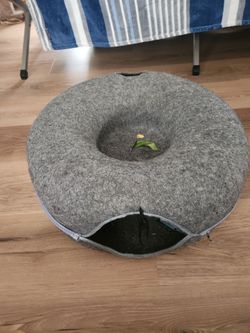 Gray cat play