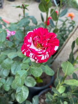 Rose bush sale 15$ each