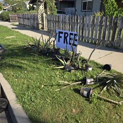 Free Aloe / Free Plumeria