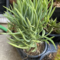 Senecio barbertonicus Succulent