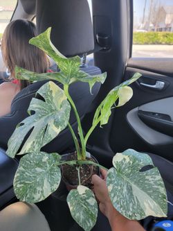 Monatera Thai Constellation Creme Brule