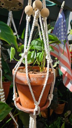 Epipremnum Sithepecana in a Macrame hanger