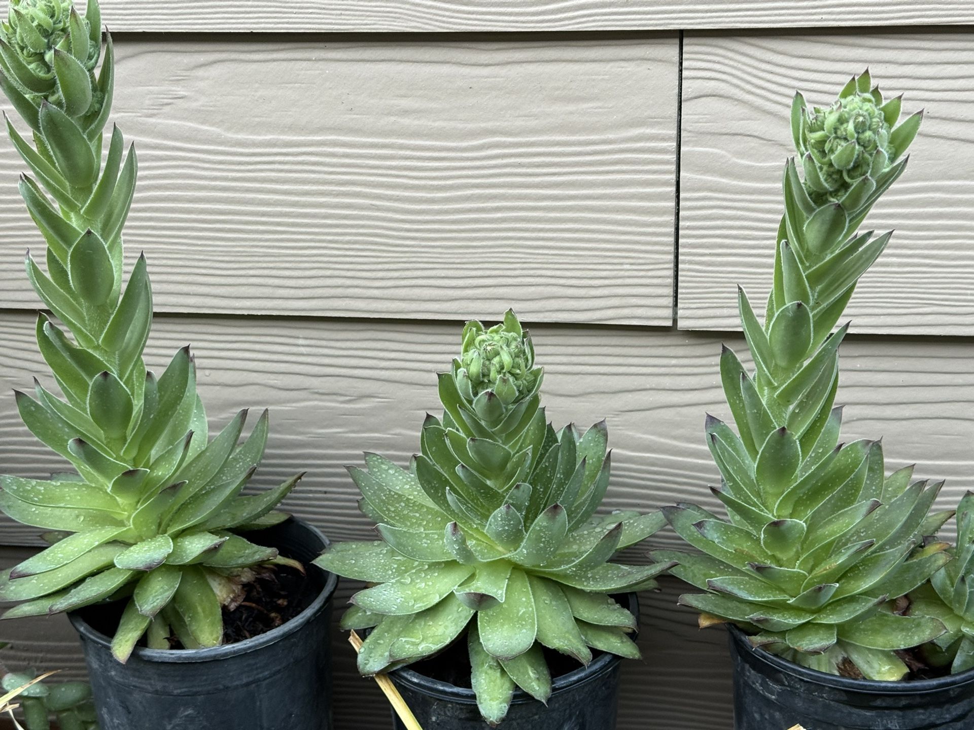 Succulent Plant !!! 5 Each 