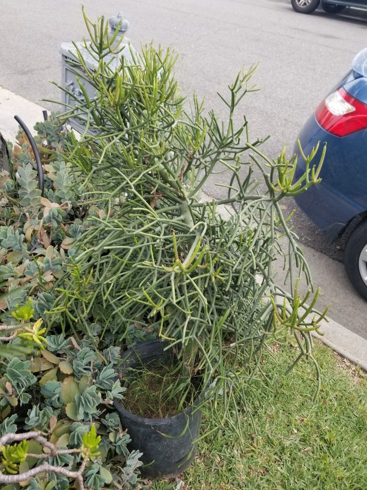 Big 5 Gallon Potted Pencil Cactus Plant