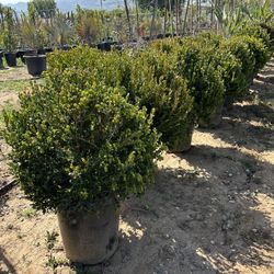 Japanese boxwood topiary Round Ball bonsai 