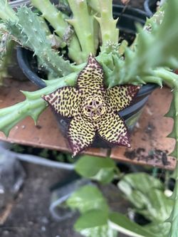 Stapelia Plant 🪴 