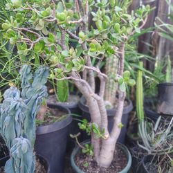 Jade Plant Succulent