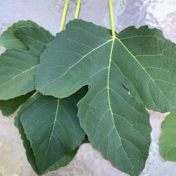 Tengo Hojas de Higo EN Venta .