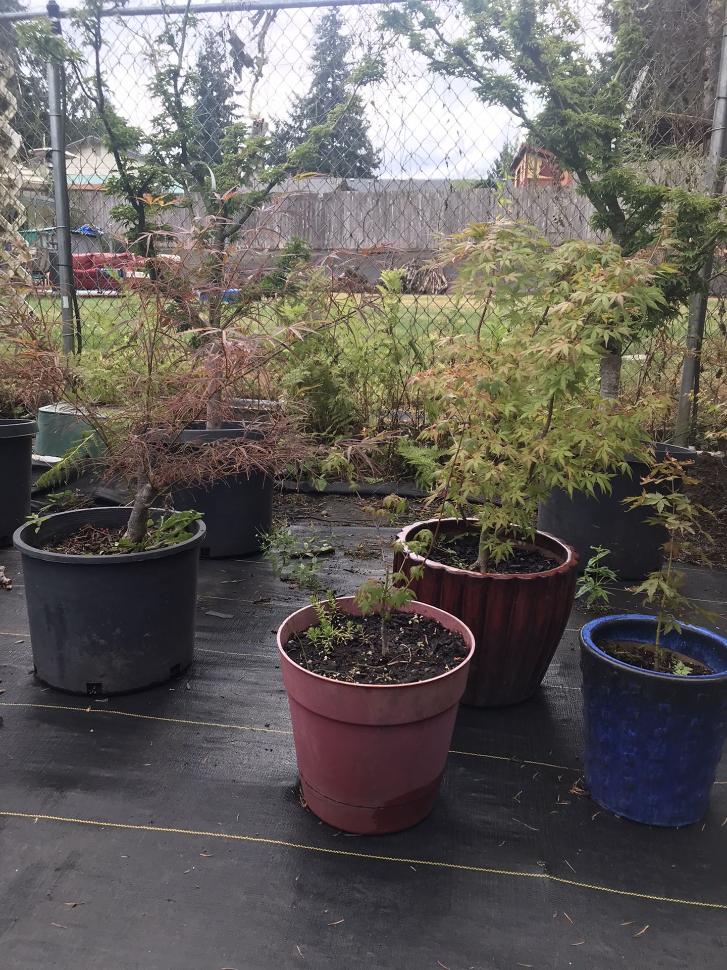 Japanese Maples / Flower Pots / Etc Plants 