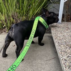 Woof Dog Neon Green Collar Set 
