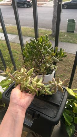 Cactus And Succulent 