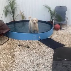 Puppy Pool/Pet Pool/Kiddie Pool and Pool Cover