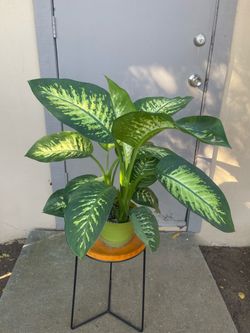 Dieffenbachia Tropic Snow Dumb Cane House Plant 6” Pot