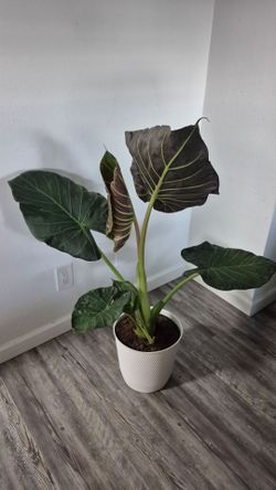 Alocasia Regal Shield (Elephant Ear) plant