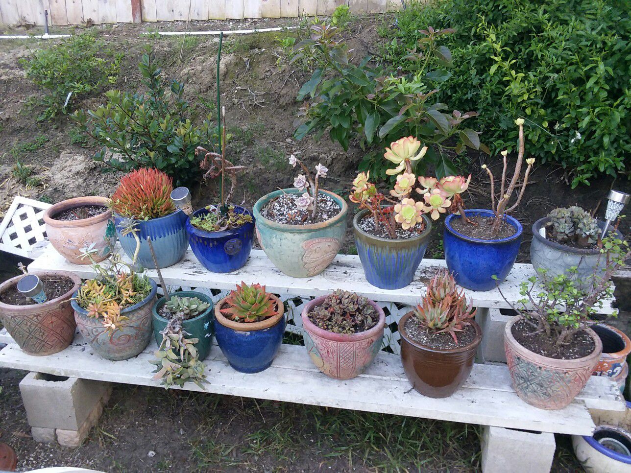 Cacti and succulents in beautiful ceramic pottery. Select large grouping or single plants.