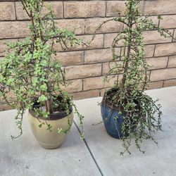 ELEPHANT  BUSH  SUCCULENT  PLANT☆☆☆ $ 37 /  EACH  ☆☆  FALL  PLANTING  IS   HERE ☆☆