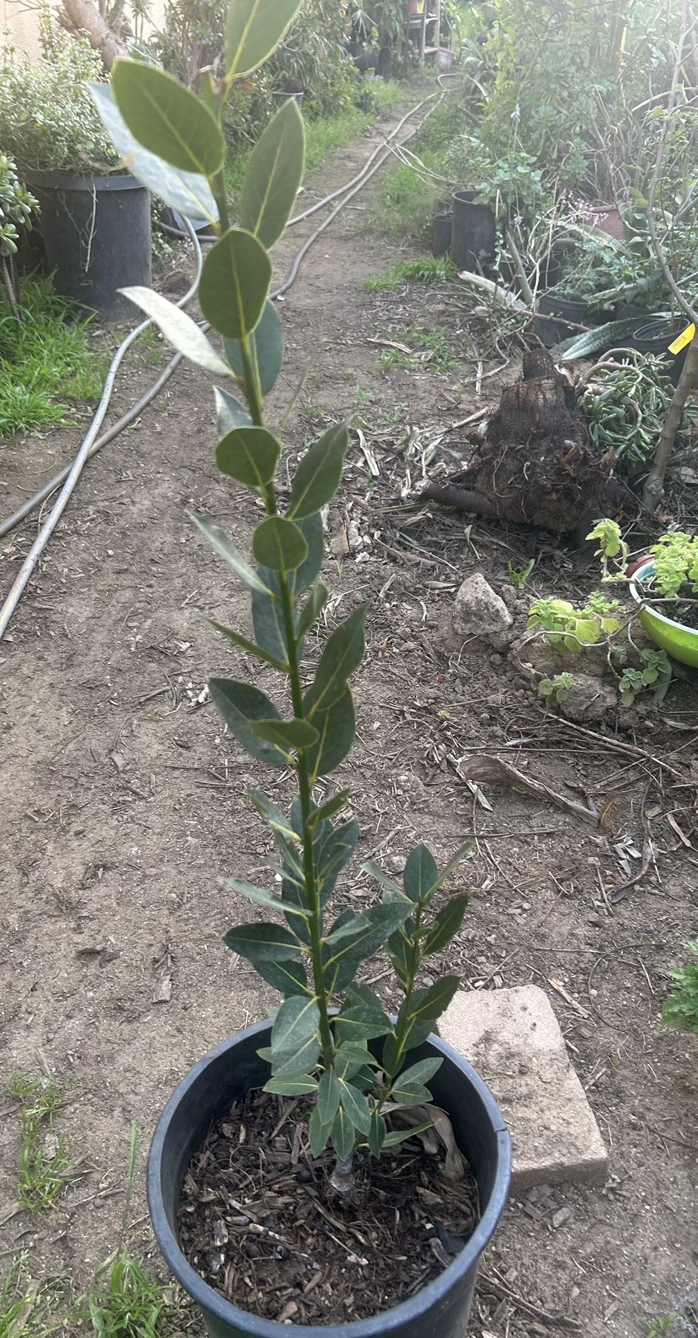 Planta De Laurel Para Guisados