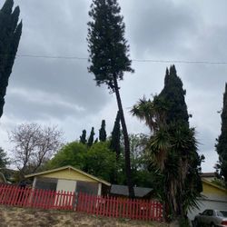 Tree Cutting -
