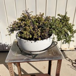 Succulent “Elephant foot jade” Plant in ceramic pot with wrought iron stand 