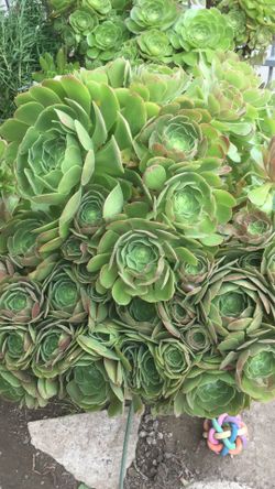 Aeoniums