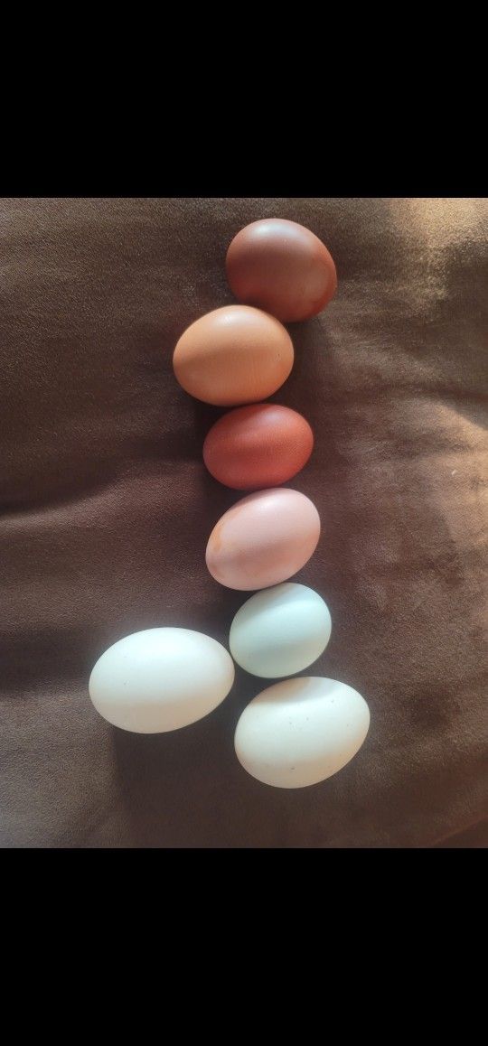 Hatching Eggs