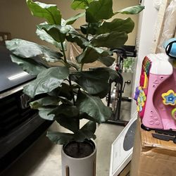 Artificial  Plant