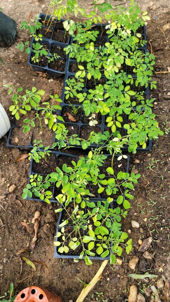 Organic Moringa Seedlings